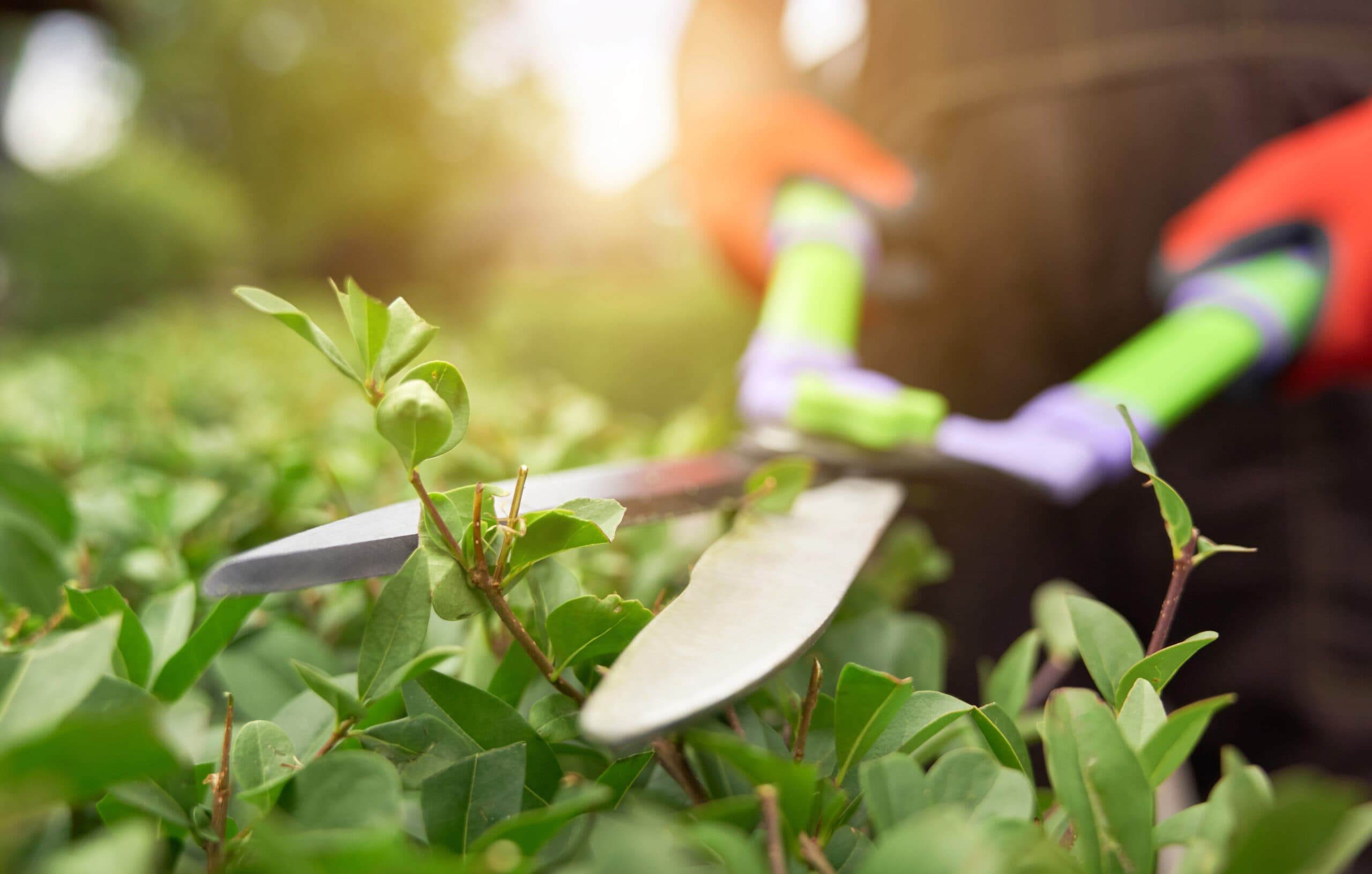 Tuinonderhoud bij een VvE: Wie is verantwoordelijk en hoe regel je het goed?